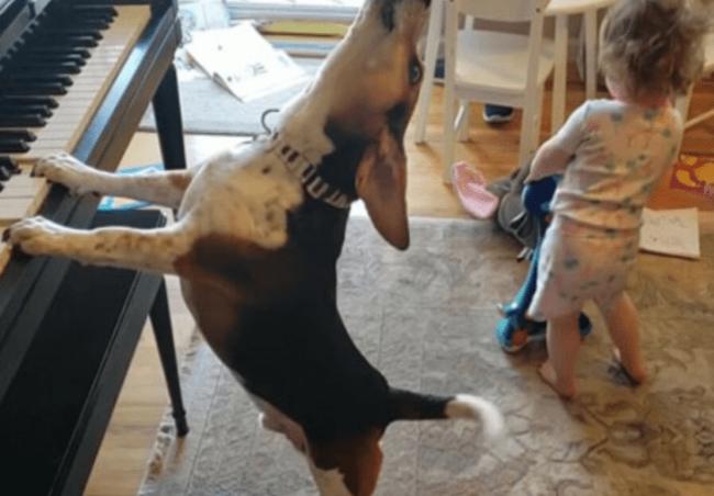 Perro toca el piano y canta junto con una bebé