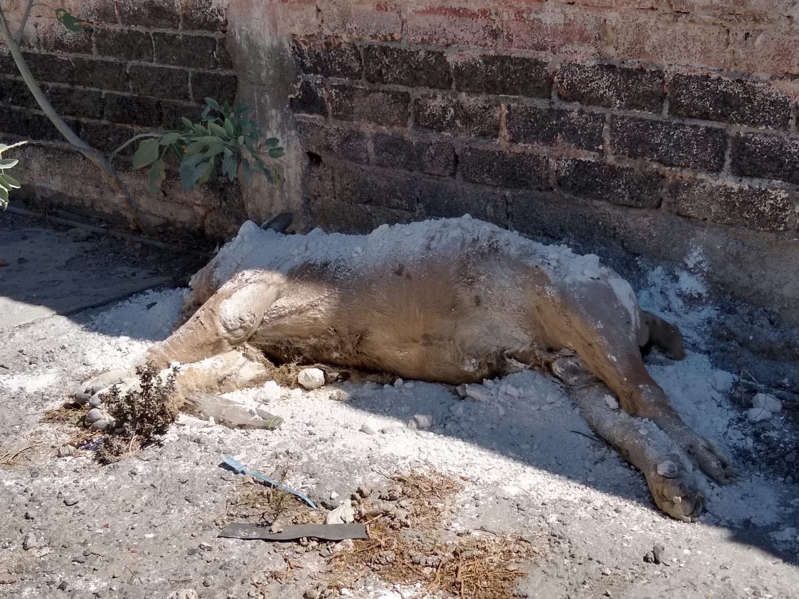 Encuentran en las calles de Guadalajara un león muerto