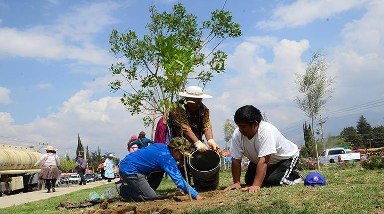 10 mil árboles serán plantados en Mérida