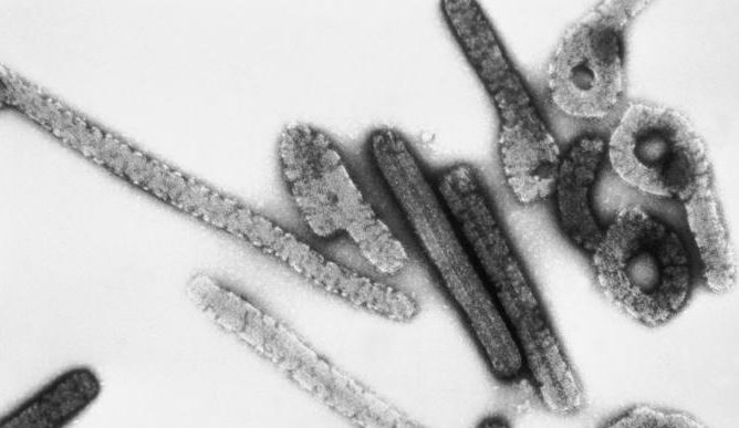 Virus de Marburgo: ¿Dónde está y porqué preocupa a la OMS?