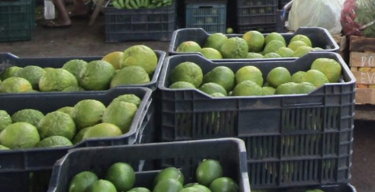 Ladrones de limones en busca de cosechar lo ajeno