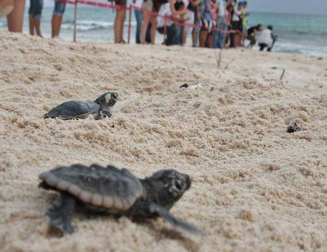 Progreso: Si ves una tortuga en la playa no la captures; podrías acabar en la cárcel
