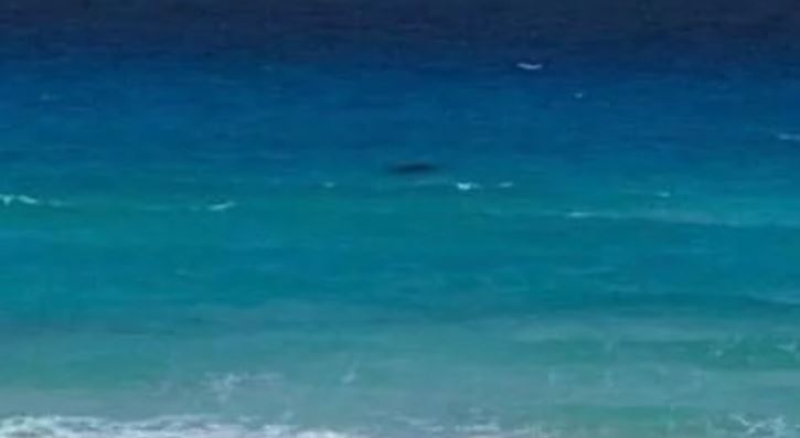 Por falta de bañistas se acerca un tiburón a la zona hotelera de Cancún