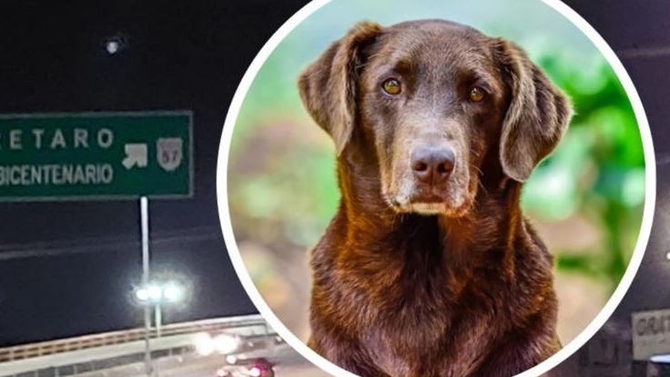 Balean a sujeto que pateó a un perro en Querétaro