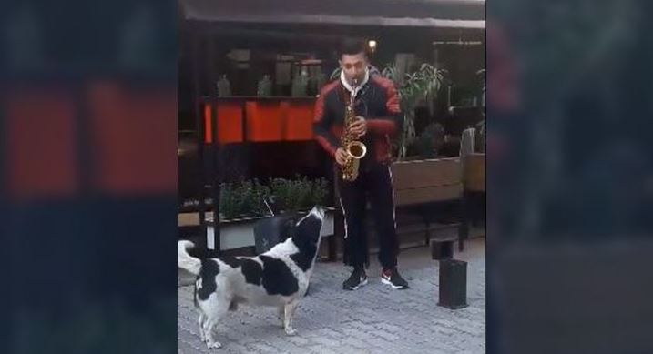 Perrito, se convierten en el fan número uno de músico callejero