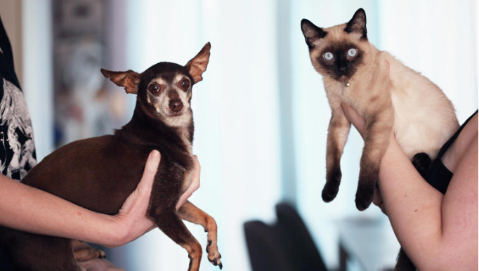 Esta es la razón por la que los perros comen casi de todo y los gatos no