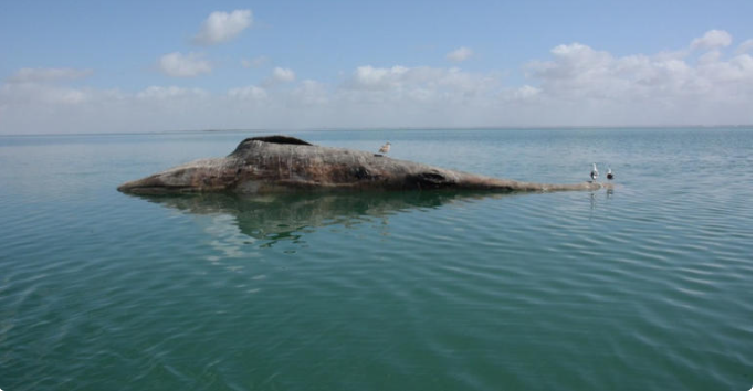 Reportan 91 ballenas grises muertas en Pacífico mexicano: la cifra más alta desde 2020
