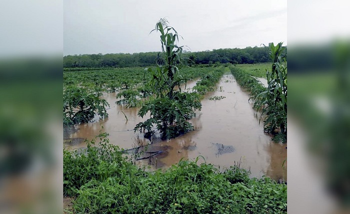 Inundaciones por 'Cristóbal' deja a Yucatán sin poder cumplir con exportaciones