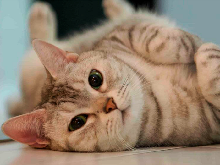 Inglaterra: Confirman 1er. caso de Covid-19 en un gato; su dueño lo contagió