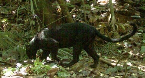 Conkal: Reportan avistamiento de pantera negra en el Fracc. La Rúa