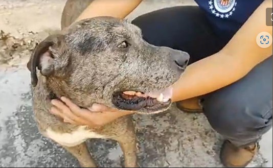 "Gogo", el héroe canino que salvó a niño tras ataque de pitbull en Morelos