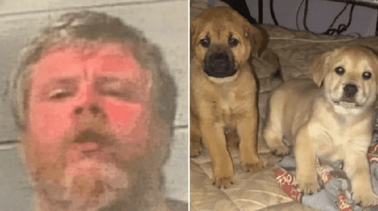Hombre mató a perros de su vecino para hacerse un abrigo
