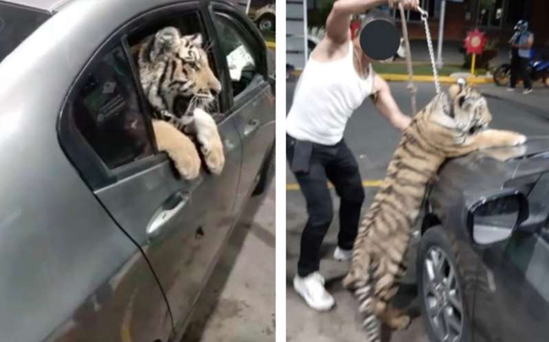 Pasean a tigre a bordo de un auto en Mazatlán;
