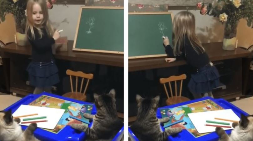 Niña le dicta una ‘clase maestra’ a sus gatos y gana mucha fama