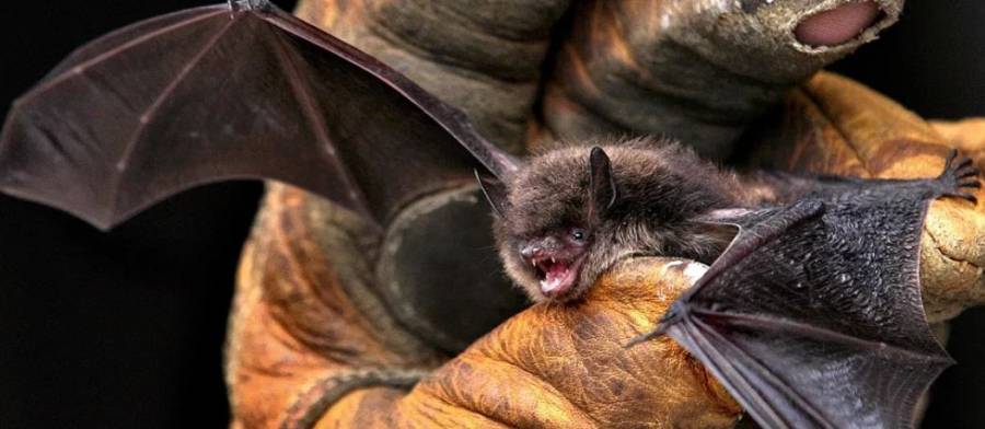 El virus Nipah habría sido detectado en 2 especies de murciélagos en India