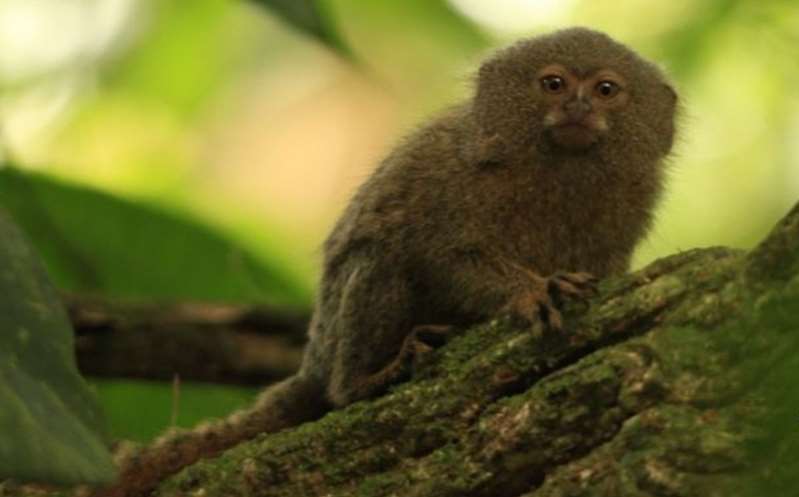 Hallan en Ecuador especie de mono leoncillo, el primate más pequeño del mundo