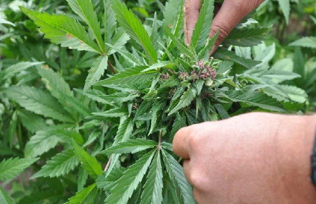 Sinaloa regulará el uso de la mariguana medicinal