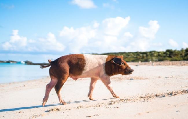 Yucatán: "Pig Beach", una playa que te encantará conocer con la familia