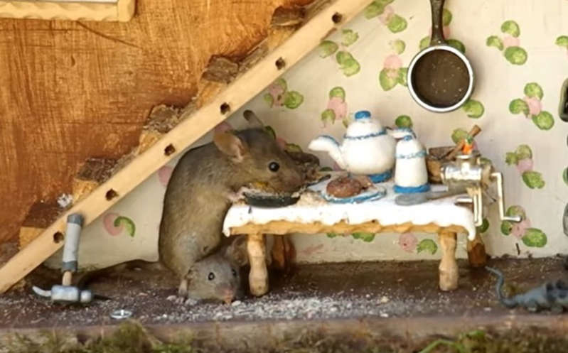 ¡Como de película! Hombre halla una familia de ratones y les hace lujosa casita