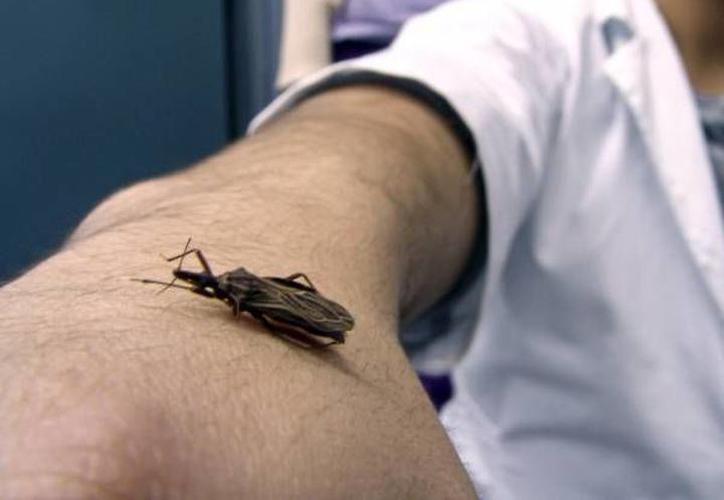 Descubren que medicamento para el Alzheimer cura mal de Chagas