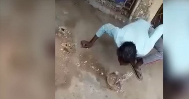 VIDEO: Besa a una cobra y termina ingresado en un hospital