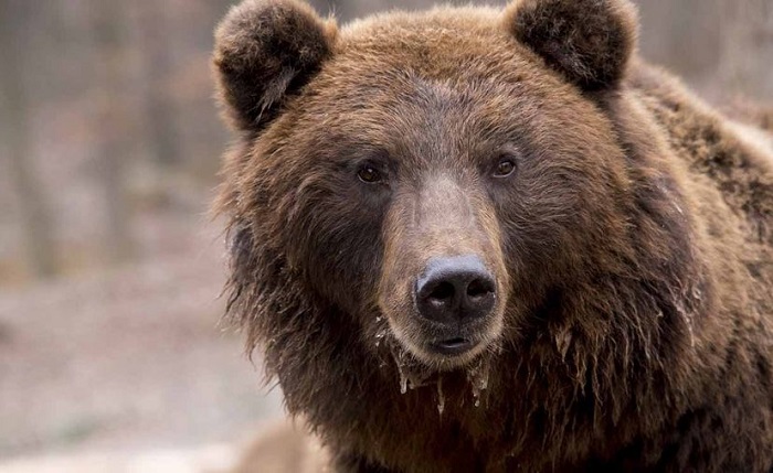 Video: Oso persigue a un hombre que hablaba por teléfono en calles de Rusia