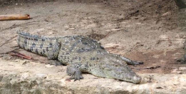 Advierten sobre la presencia de cocodrilos en Cozumel