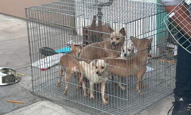 Rescatan en Nuevo León a 17 perritos maltratados y desnutridos