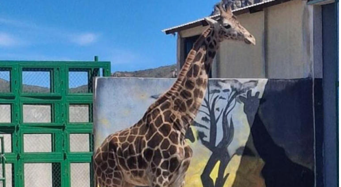 Hidalgo: Una jirafa de tres años llegó a la reserva animal Tuzoofari