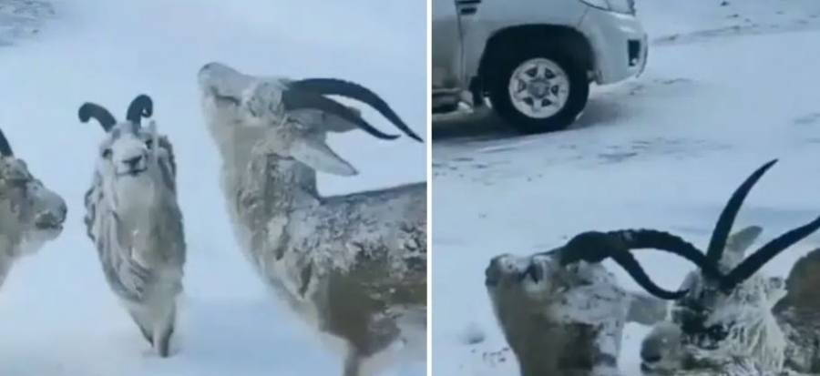 Animales quedan congelados en Noruega: temperaturas de -52 grados