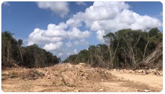 (VÍDEO) Exhiben devastación causada al ecosistema la construcción del tren maya