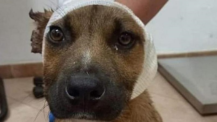 Niños mutilan las orejas de perro callejero; pensaron que "se vería bonito"