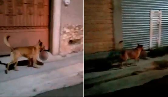Zacatecas: ¡De miedo! Un perro llevaba la cabeza de un hombre