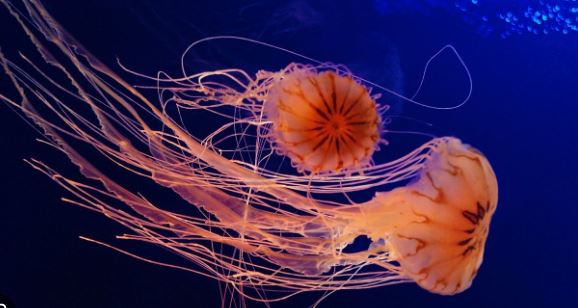 La medusa de caja o avispa de mar; el animal más venenoso del mundo