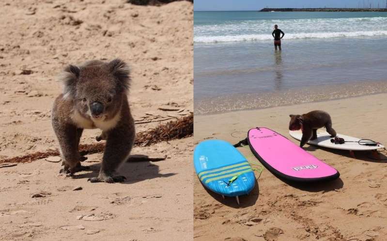 ¿Quería surfear? Koala sorprende a turistas en una playa australiana