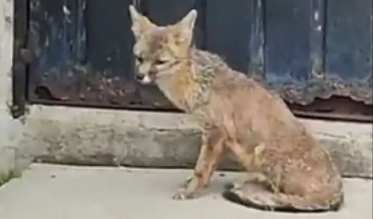 (VÍDEO) CDMX: Rescatan a zorrita que vagaba por el Metro