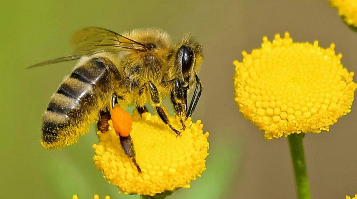 Día Mundial de las Abejas: ¿Qué pasaría si se extinguen?