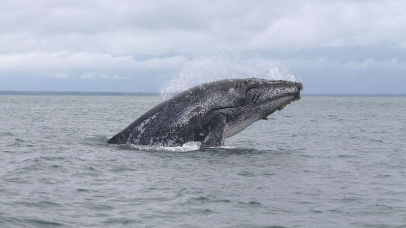 Ballena se traga a hombre pero luego lo escupe vivo