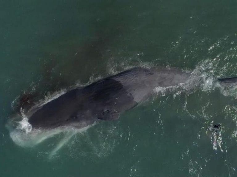 BC: Piden ayuda para mover a un cachalote de 20 metros varado en la playa