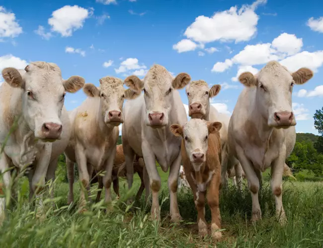 (VIDEO) ¡Impactante! Tormenta eléctrica acaba con la vida de 23 vacas