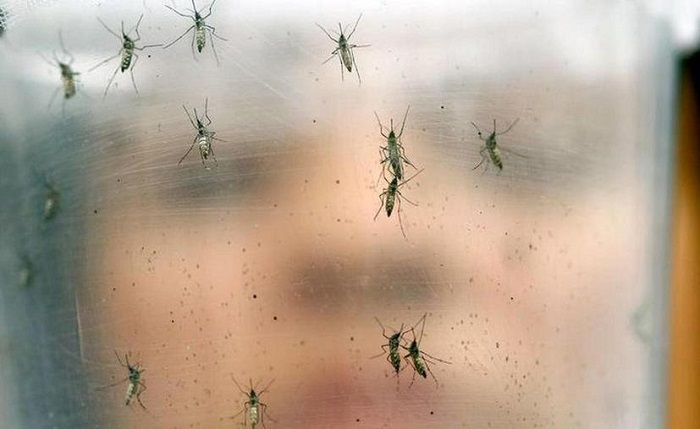 Lluvias causan brotes de moscos y riesgo de dengue