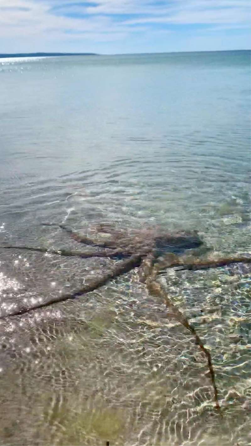 Pulpo furioso fustiga con sus tentáculos a hombre en una playa australiana