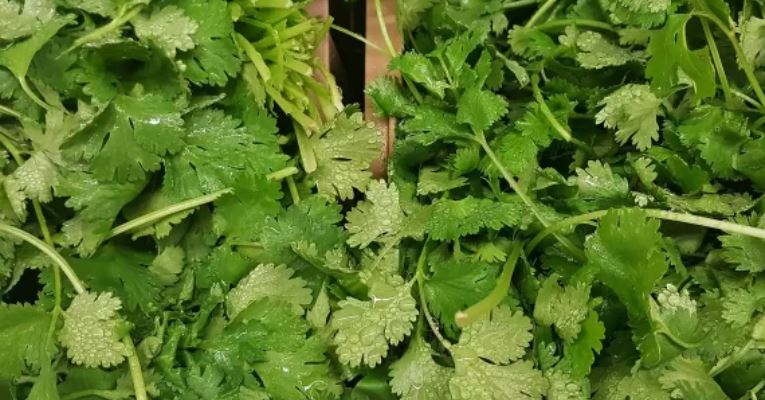 El pulgón disparó el precio del cilantro en México