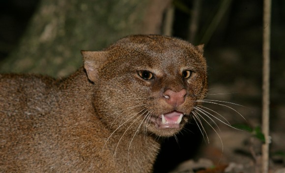Confunden a jaguarundi con 'nahual' y lo matan en Chiapas