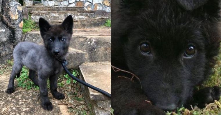 Mata a perrita por escarbar en su basura y avisa al dueño con una carta