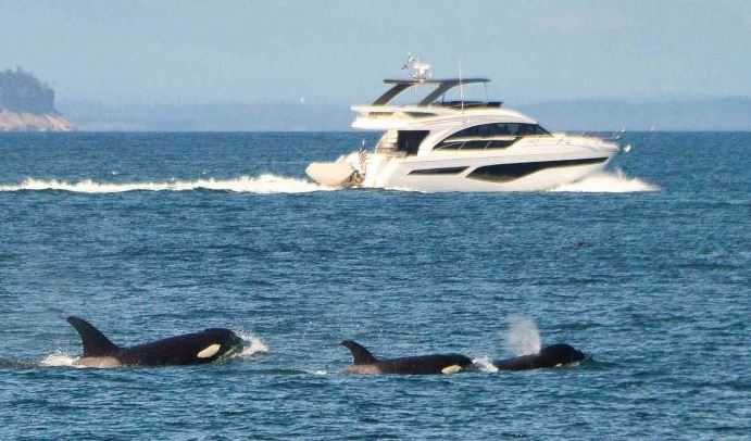 ¿Por qué las orcas siguen atacando barcos en el mar?: NatGeo