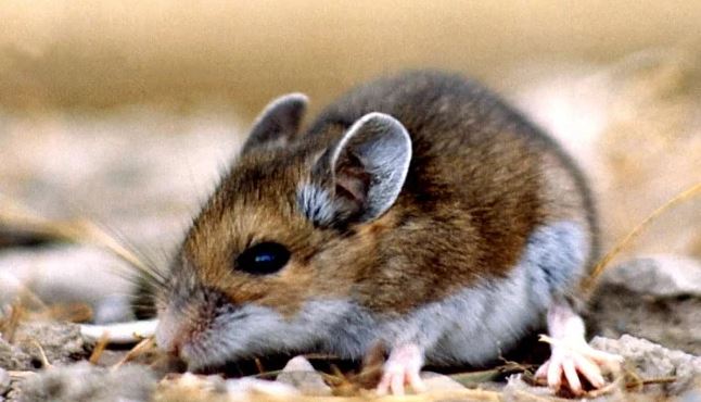 ¿Por qué no deberías preocuparte por el hantavirus?