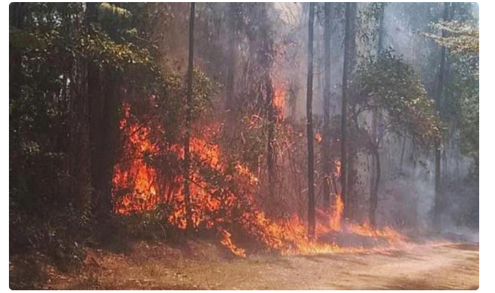 Once incendios forestales afectan Oaxaca