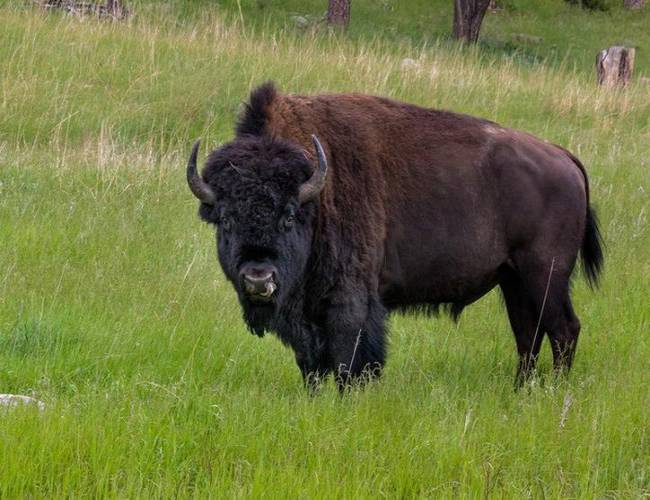 (VIDEO) Bisonte golpea a niña y la lanza por los aires en Yellowstone