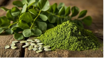 Efecto de la moringa en el hígado y los riñones